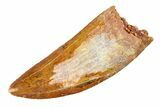 Serrated Carcharodontosaurus Tooth - Huge Dinosaur Tooth #351738-1
